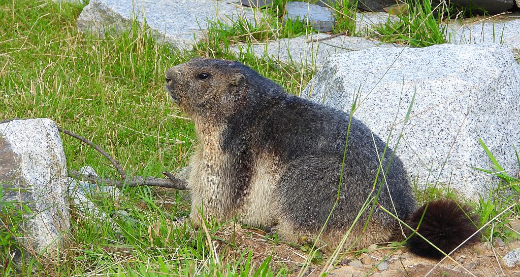 Świstak tatrzański (Marmota marmota latirostris)