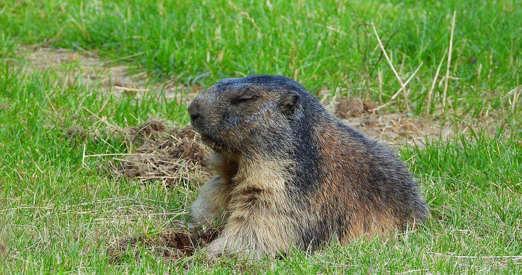 Świstak tatrzański (Marmota marmota latirostris)
