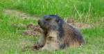 Świstak tatrzański (Marmota marmota latirostris)