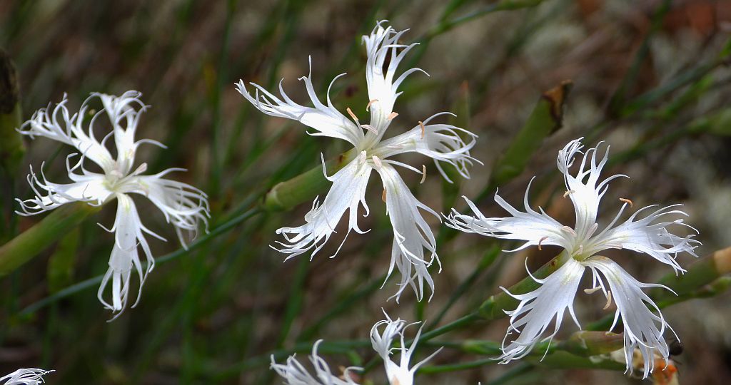 Goździk piaskowy (Dianthus arenarius)