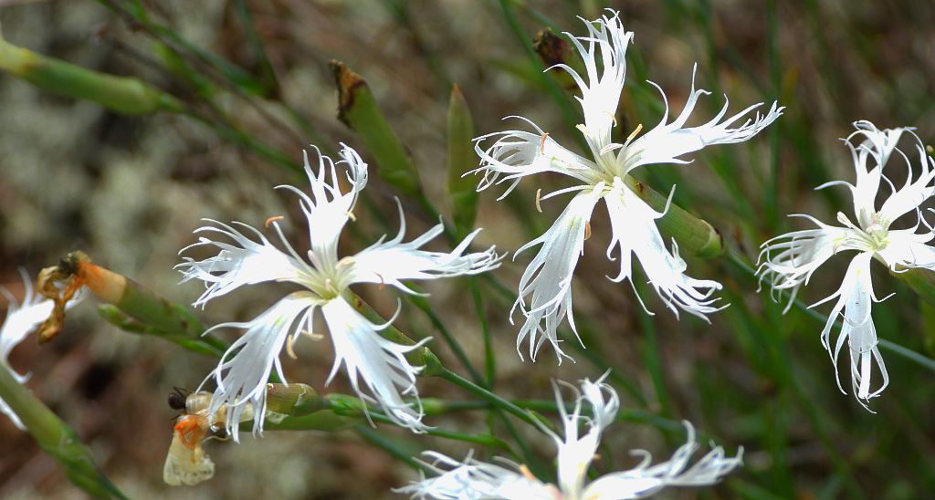 Goździk piaskowy (Dianthus arenarius)