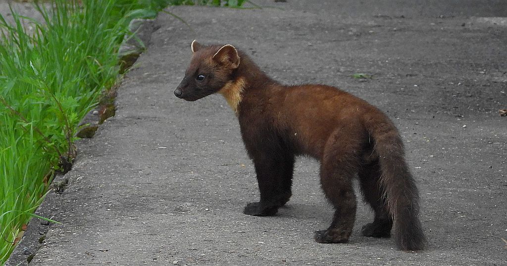 Kuna leśna, tumak (Martes martes)