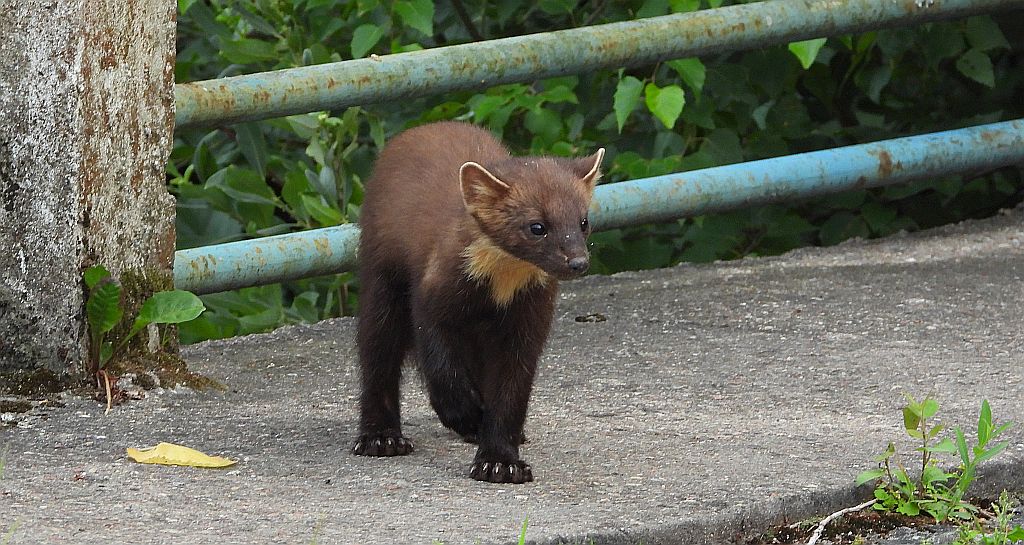 Kuna leśna, tumak (Martes martes)