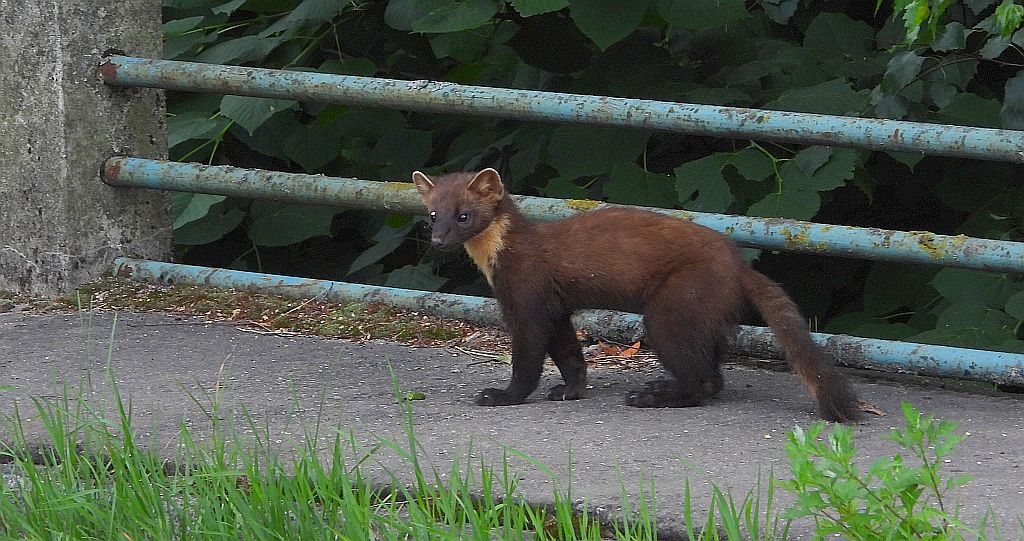 Kuna leśna, tumak (Martes martes)