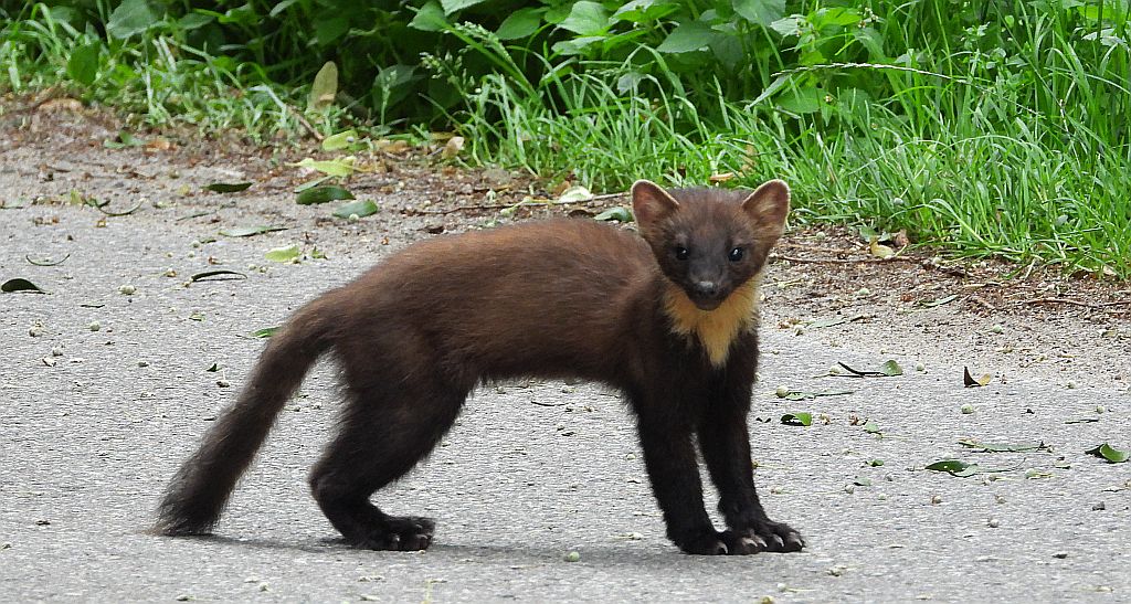 Kuna leśna, tumak (Martes martes)