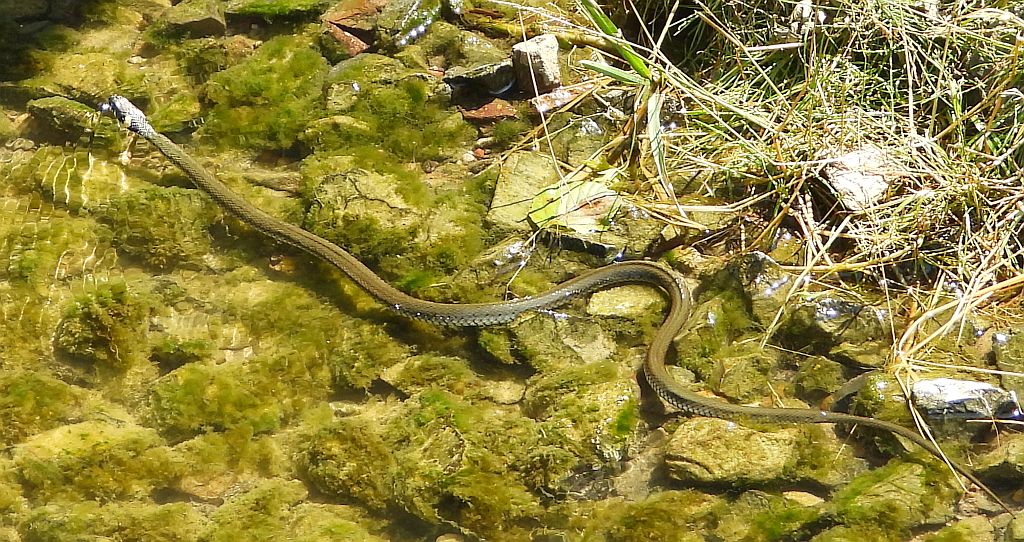 Zaskroniec zwyczajny, zaskroniec (Natrix natrix)