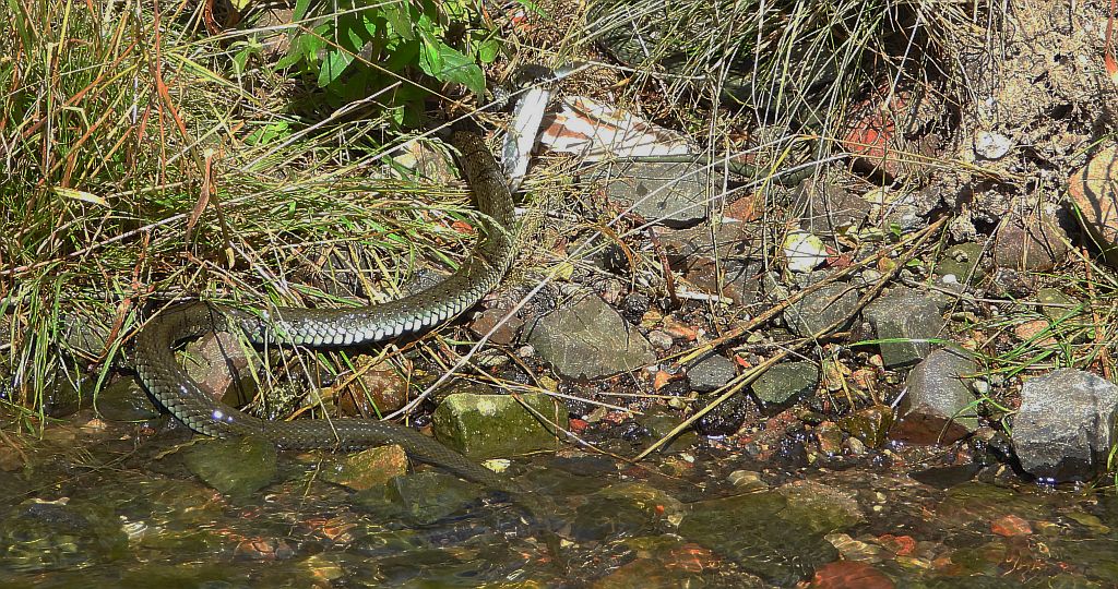 Zaskroniec zwyczajny, zaskroniec (Natrix natrix)