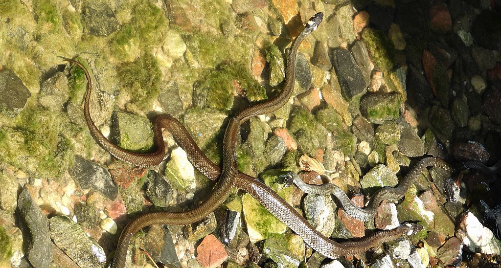 Zaskroniec zwyczajny, zaskroniec (Natrix natrix)