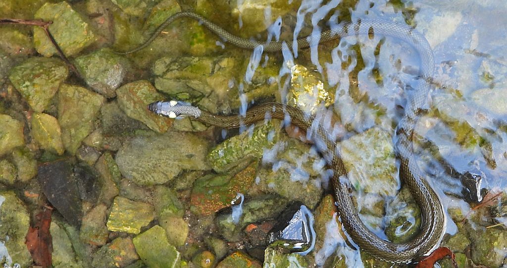 Zaskroniec zwyczajny, zaskroniec (Natrix natrix)