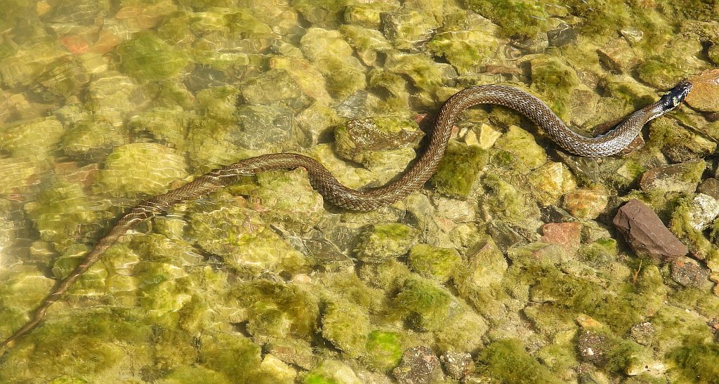 Zaskroniec zwyczajny, zaskroniec (Natrix natrix)