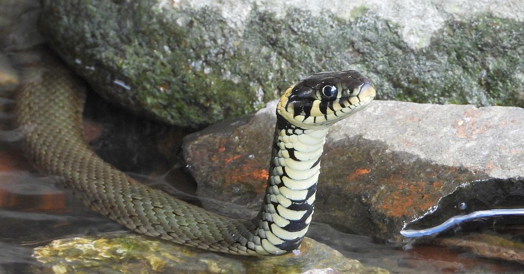 Zaskroniec zwyczajny, zaskroniec (Natrix natrix)