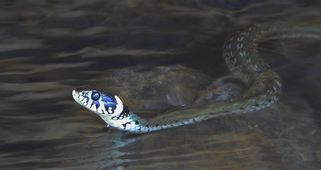 Zaskroniec zwyczajny, zaskroniec (Natrix natrix)