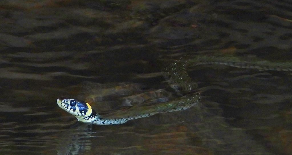 Zaskroniec zwyczajny, zaskroniec (Natrix natrix)