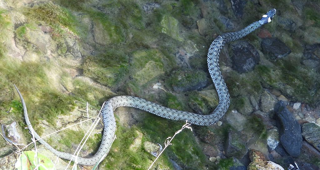 Zaskroniec zwyczajny, zaskroniec (Natrix natrix)