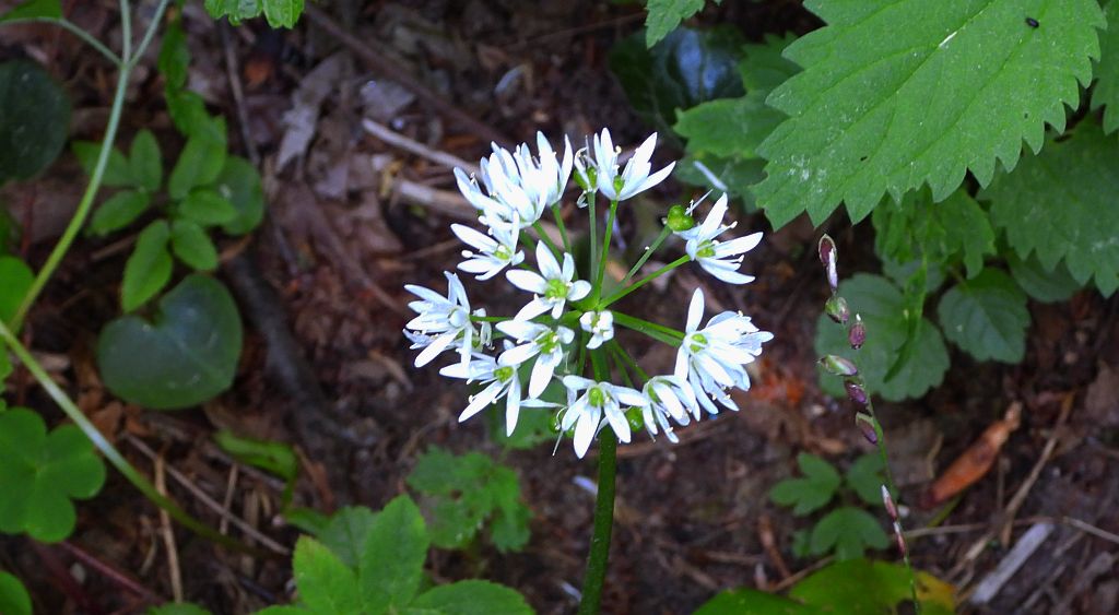 Czosnek niedźwiedzi (Allium ursinum)