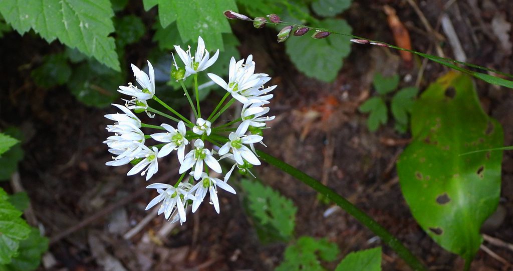 Czosnek niedźwiedzi (Allium ursinum)