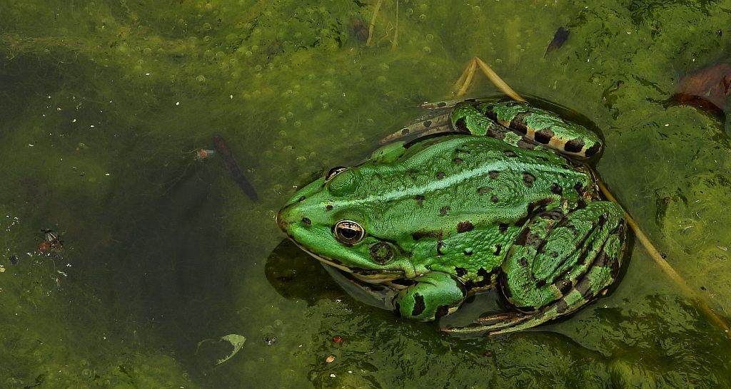 Żaba śmieszka (Pelophylax ridibundus syn. Rana ridibunda)