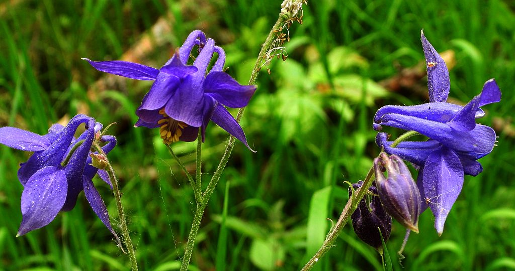 Orlik pospolity (Aquilegia vulgaris)