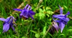 Orlik pospolity (Aquilegia vulgaris)
