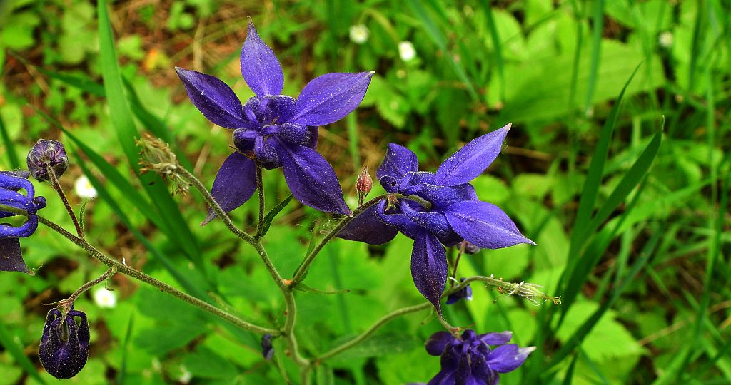 Orlik pospolity (Aquilegia vulgaris)