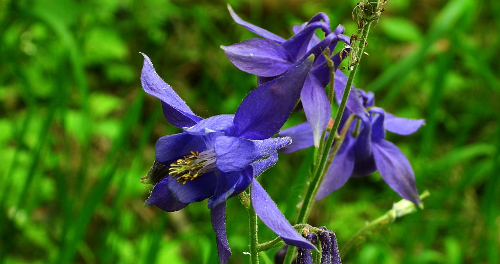 Orlik pospolity (Aquilegia vulgaris)