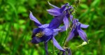 Orlik pospolity (Aquilegia vulgaris)