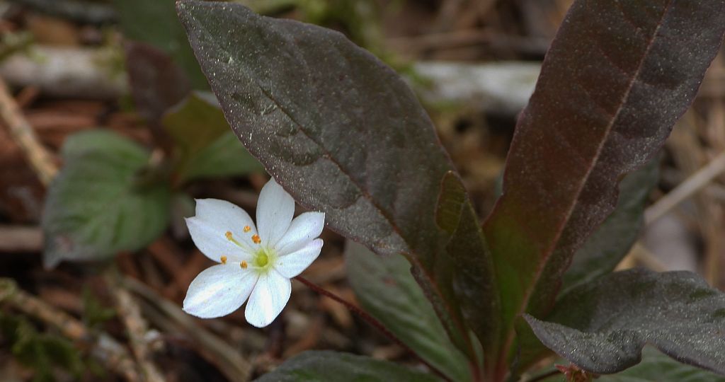 Siódmaczek leśny (Trientalis europaea)