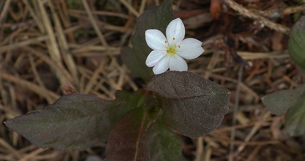 Siódmaczek leśny (Trientalis europaea)