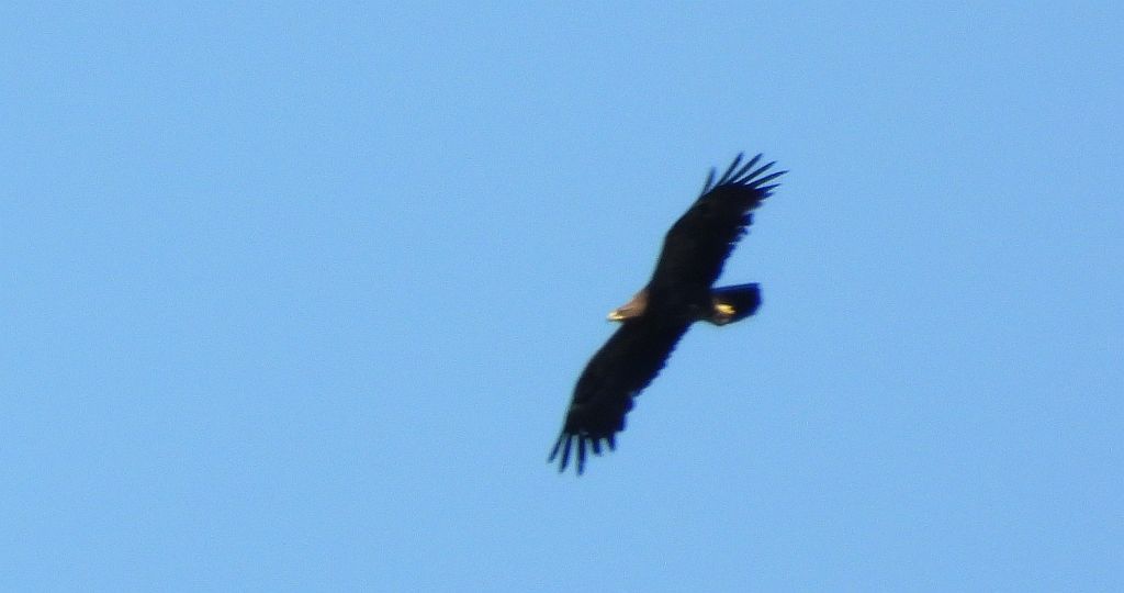 Orlik krzykliwy (Clanga pomarina)