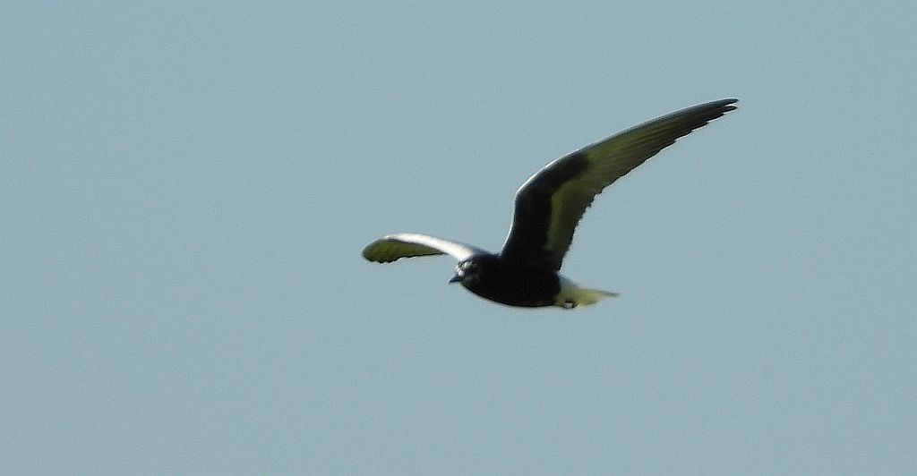 Rybitwa białoskrzydła (Chlidonias leucopterus)