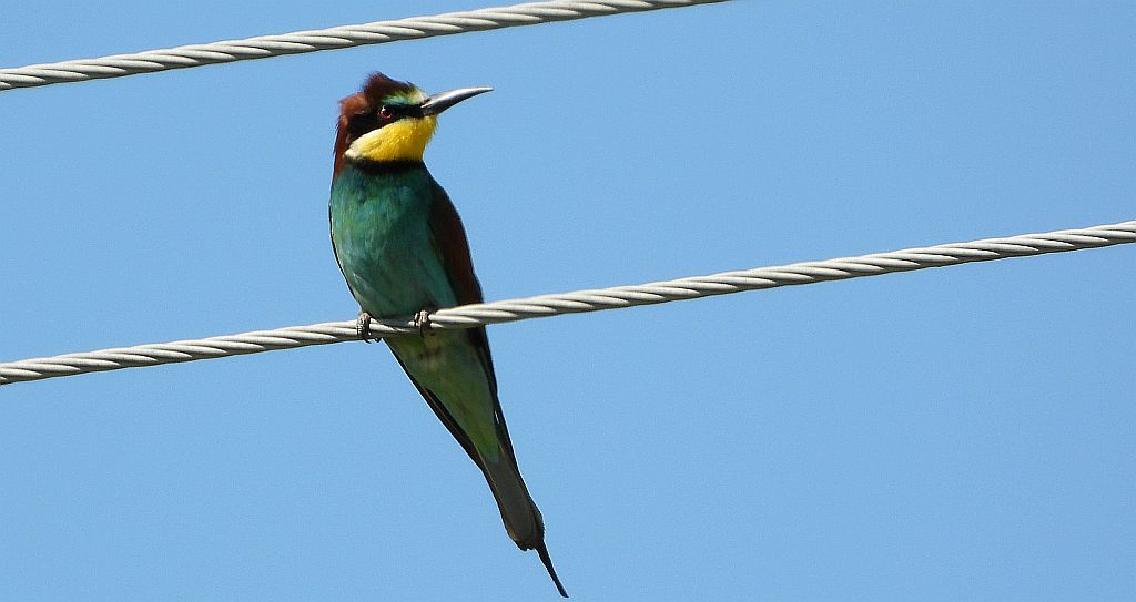 Żołna zwyczajna, żołna pospolita, żołna pszczołojad (Merops apiaster)