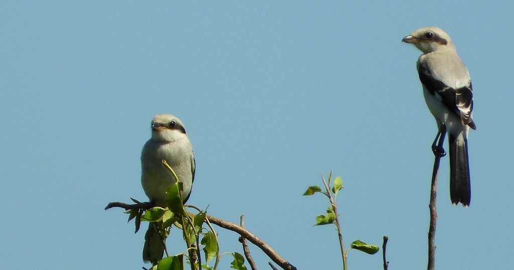 Srokosz, dzierzba srokosz (Lanius excubitor)