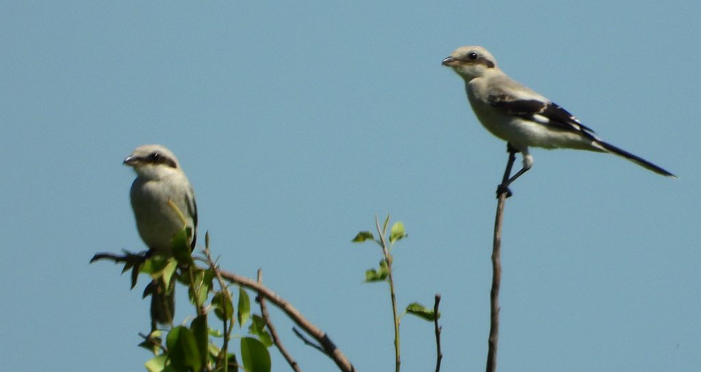 Srokosz, dzierzba srokosz (Lanius excubitor)