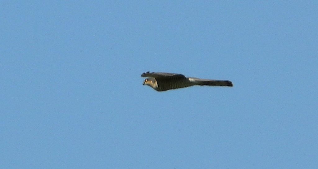 Krogulec zwyczajny, krogulec, jastrząb wróblarz (Accipiter nisus)