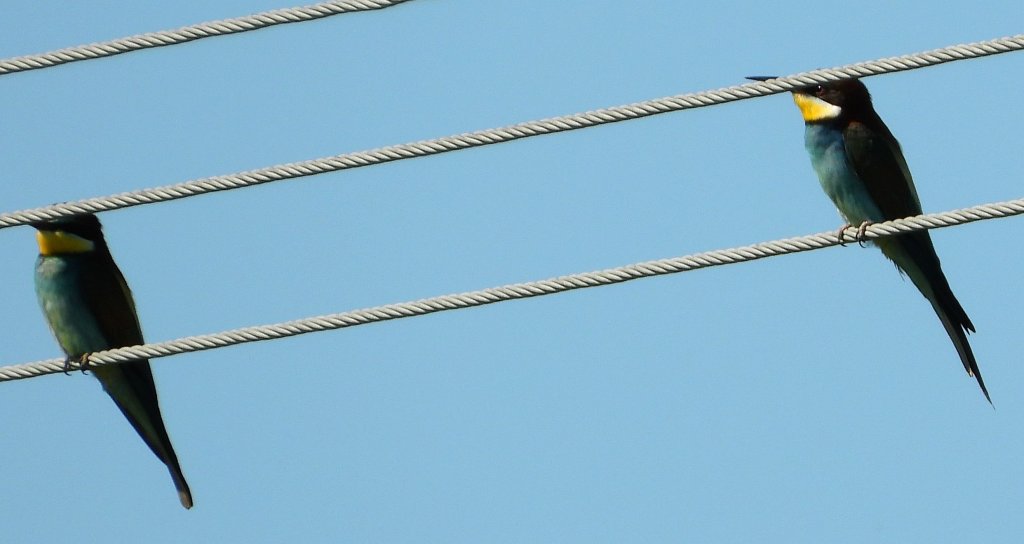 Żołna zwyczajna, żołna pospolita, żołna pszczołojad (Merops apiaster)