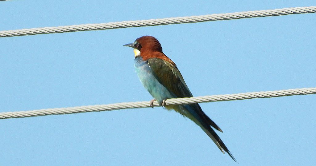 Żołna zwyczajna, żołna pospolita, żołna pszczołojad (Merops apiaster)