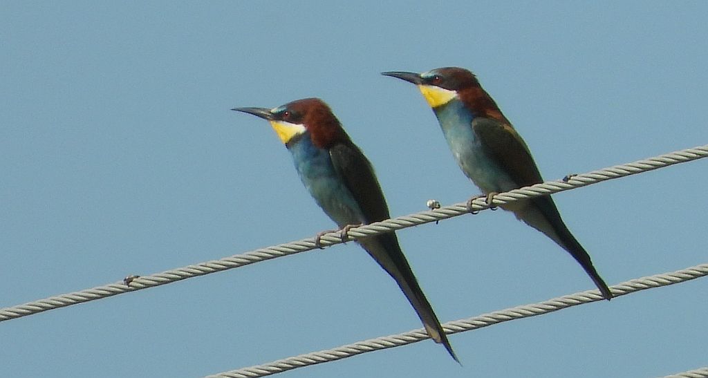Żołna zwyczajna, żołna pospolita, żołna pszczołojad (Merops apiaster)