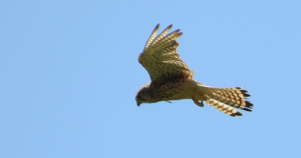 Pustułka (Falco tinnunculus)