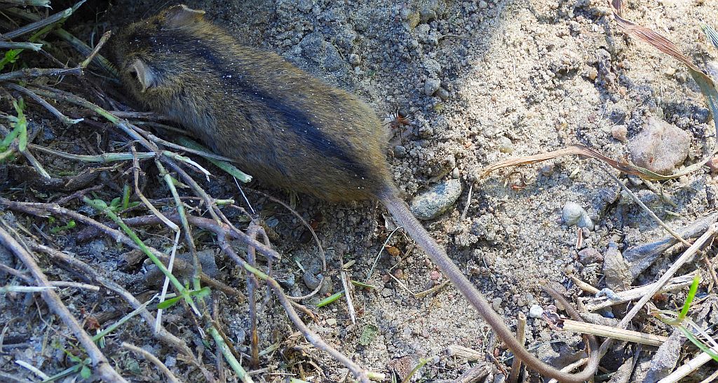 Smużka leśna (Sicista betulina)