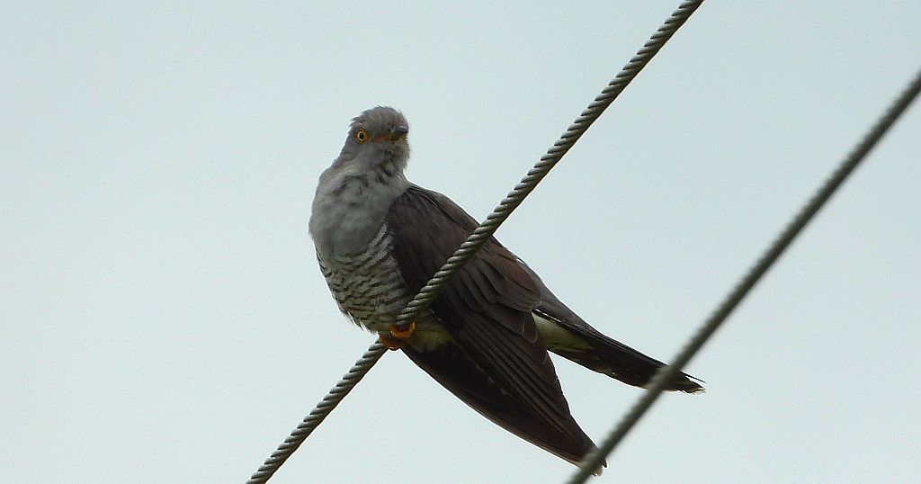 Kukułka, kukułka pospolita, gżegżółka, zazula (Cuculus canorus)