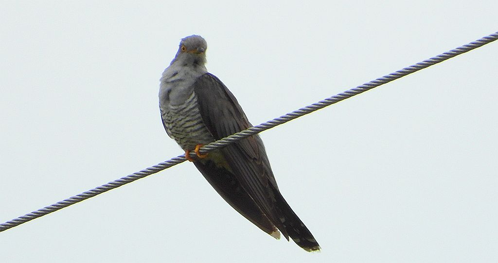 Kukułka, kukułka pospolita, gżegżółka, zazula (Cuculus canorus)