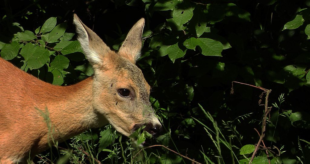 Sarna europejska (Capreolus capreolus)