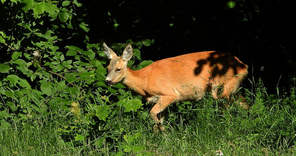 Sarna europejska (Capreolus capreolus)