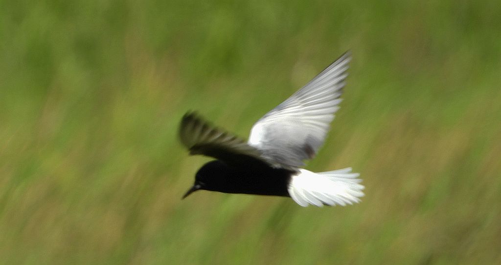Rybitwa białoskrzydła (Chlidonias leucopterus)