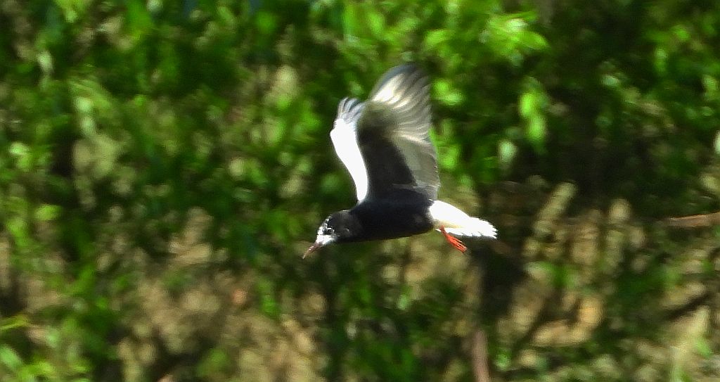 Rybitwa białoskrzydła (Chlidonias leucopterus)