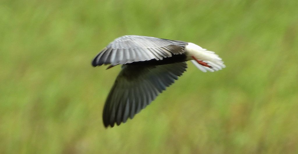 Rybitwa białoskrzydła (Chlidonias leucopterus)