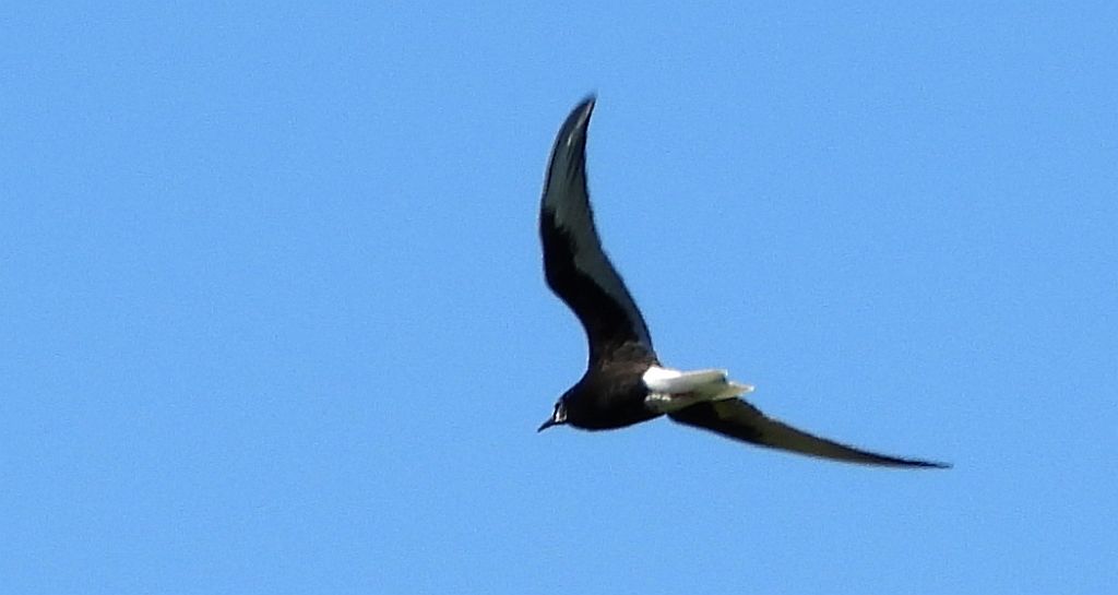 Rybitwa białoskrzydła (Chlidonias leucopterus)