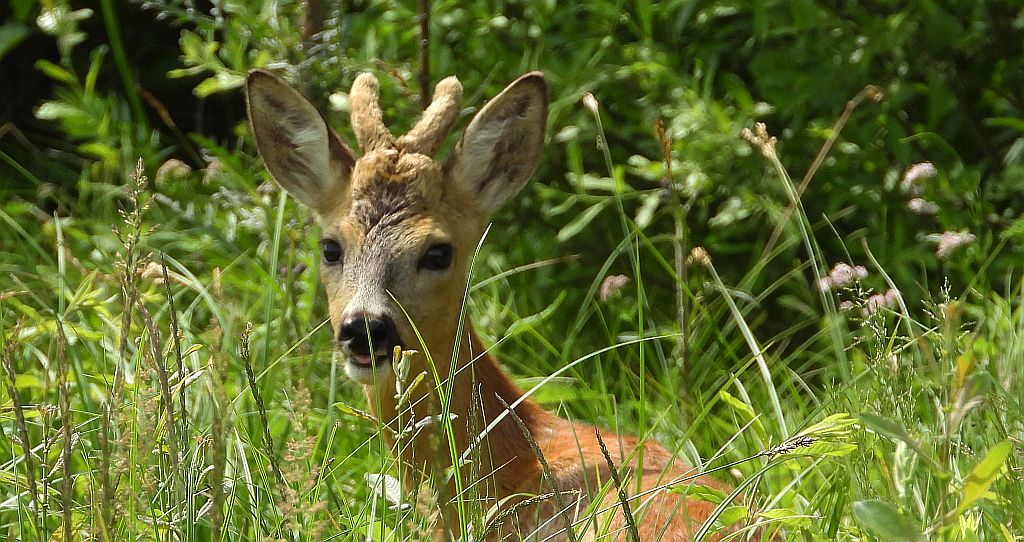 Sarna europejska (Capreolus capreolus)
