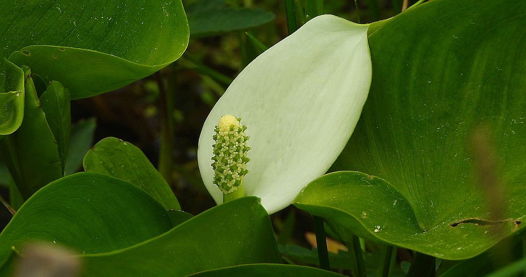 Czermień błotna (Calla pallustris)