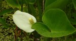 Czermień błotna (Calla pallustris)